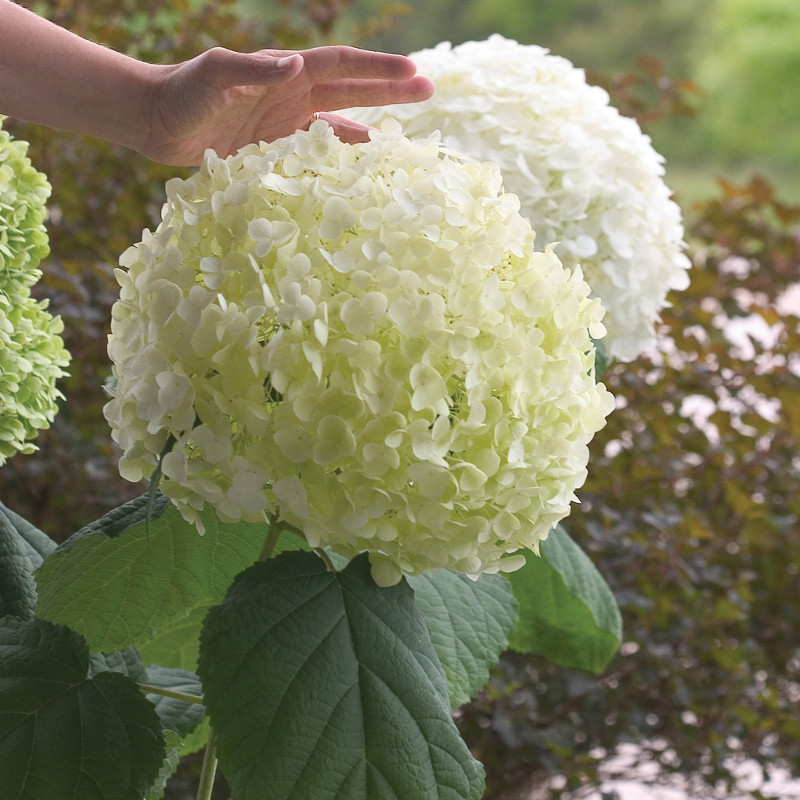 Incrediball&amp;reg; Hydrangea