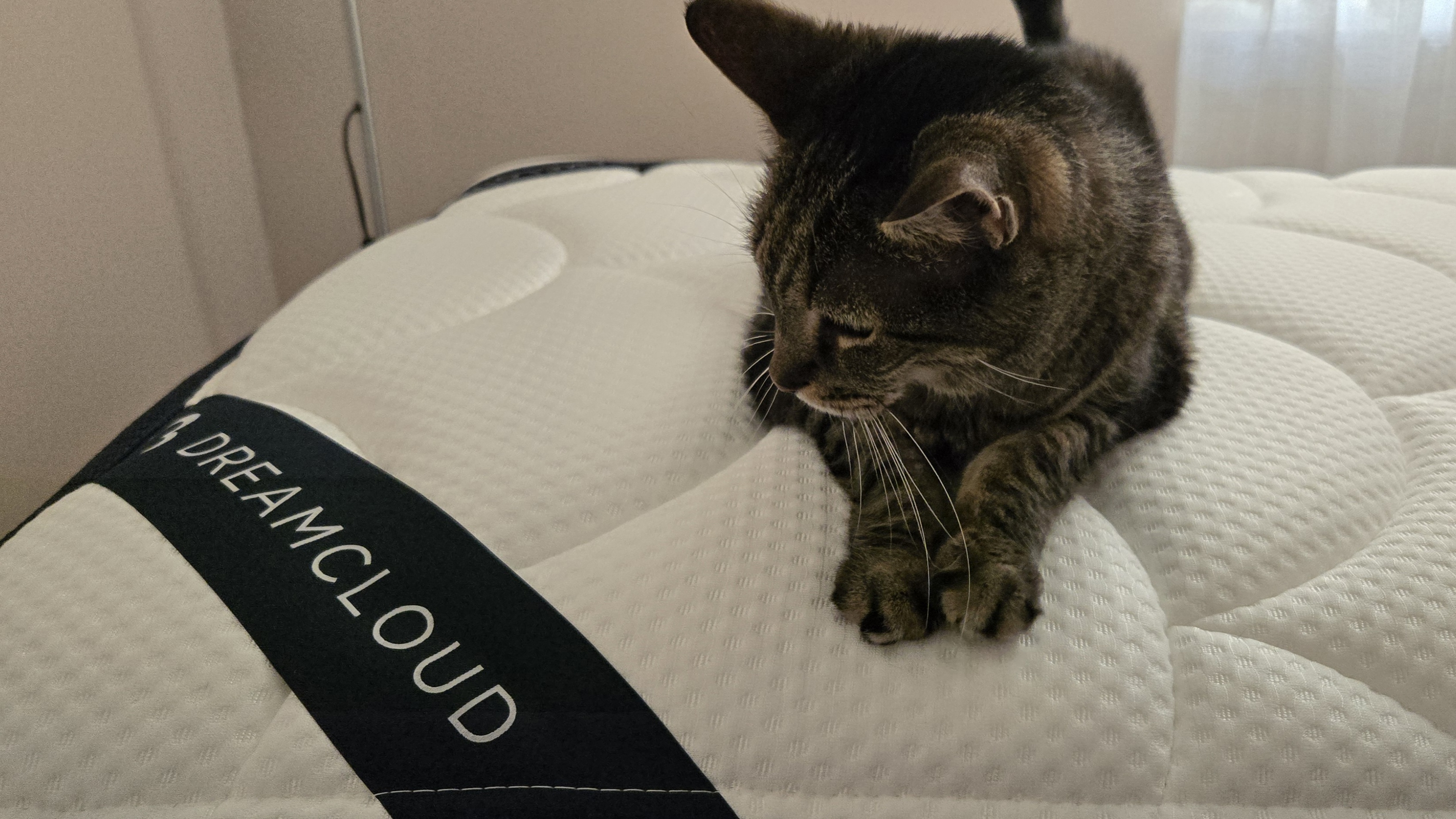 Tabby cat laying down on the DreamCloud Classic Memory Foam Mattress, next to the DreamCloud logo at the foot of the bed