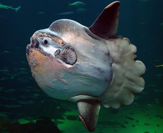 A Mola mola sunfish.