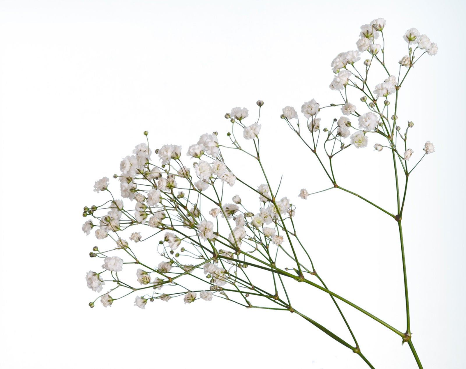 Growing Baby's Breath: Caring For And Drying Baby's Breath