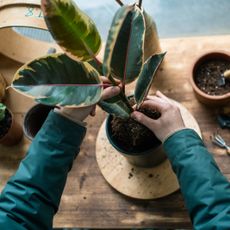 Hands planting a ficus elastica in a container