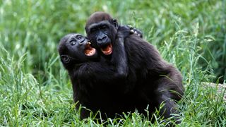 Two young western gorillas playing. They're hugging each other while tumbling in long, green grass.