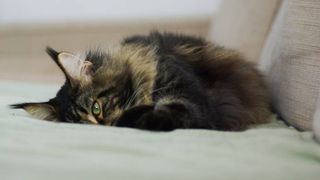 upset stomach in cats