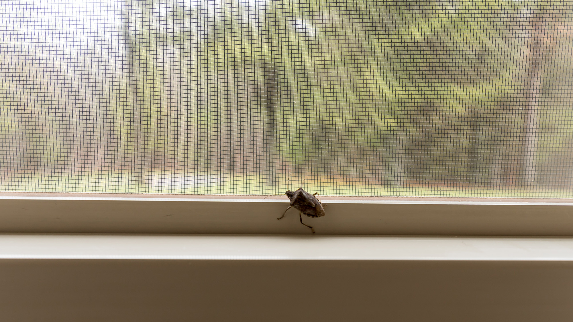 stink bugs