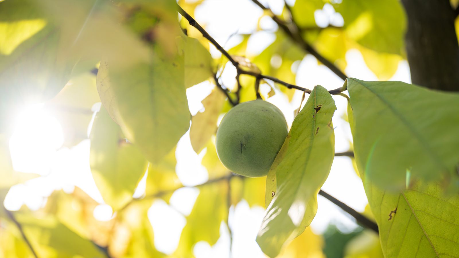 Pawpaw care and growing guide expert tips for success Gardeningetc