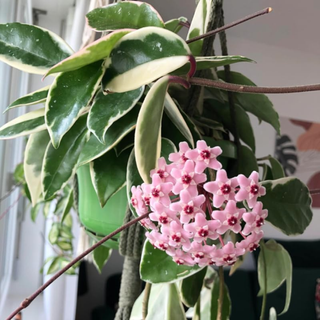 Hoya Plant