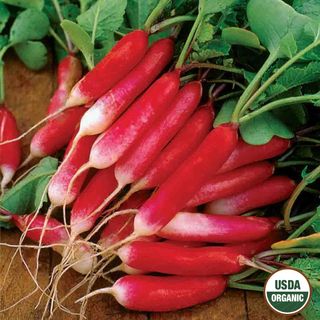 Radish French Breakfast Organic Seeds | Edible Garden | Organic Radish