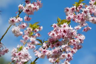 spring blossom in a garden