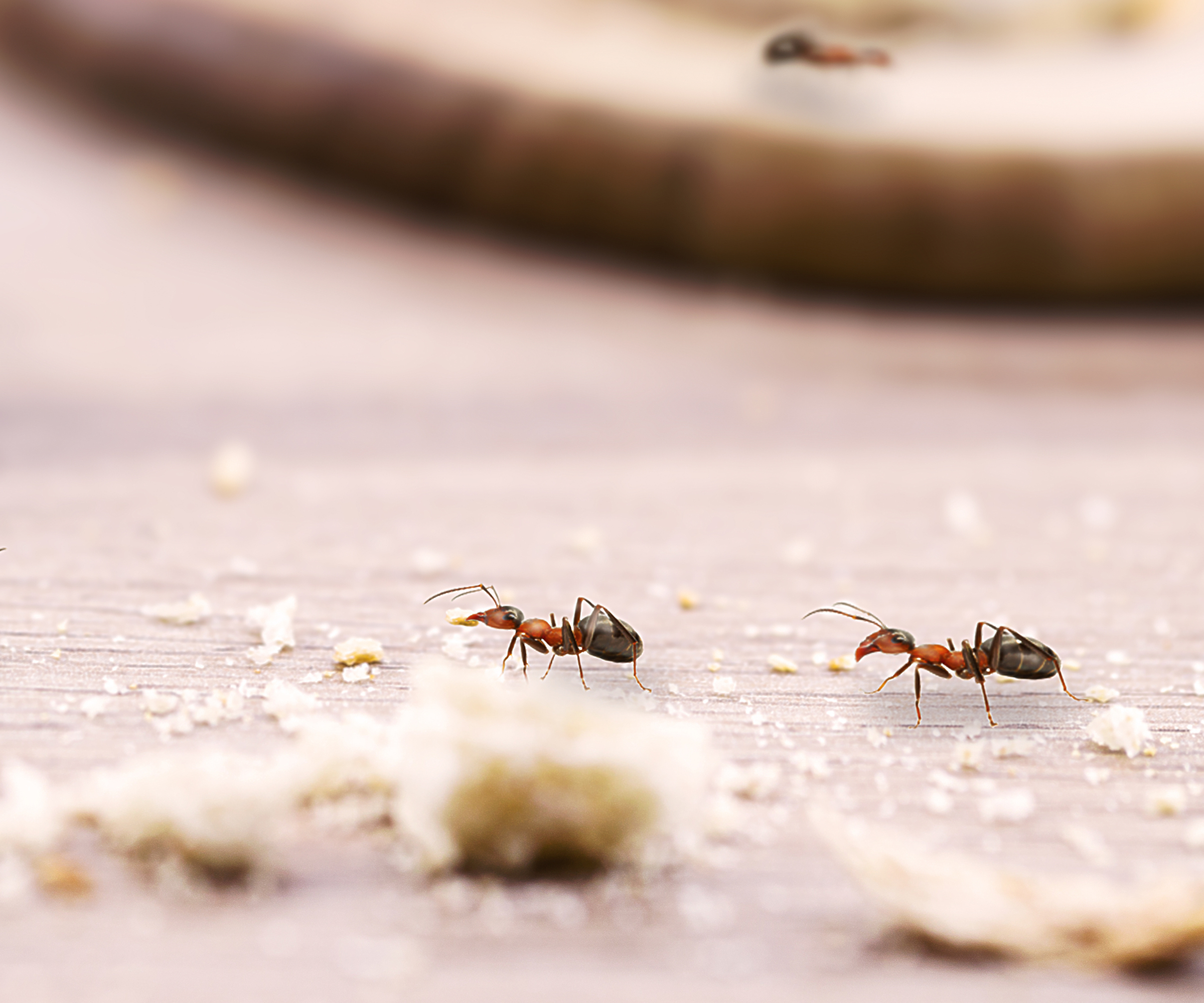 Ants crawling on a surface with crumbs