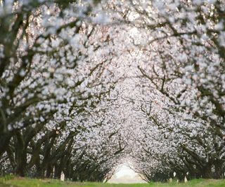Almond blossom in an orchard forming a holloway