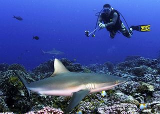 Sharks Valuable for Tourism
