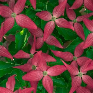 Scarlet Fire Dogwood with pink blooms