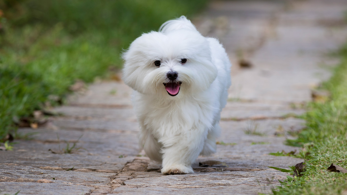 Maltese dog walking towards the camera