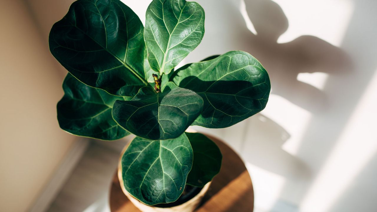 fiddle leaf fig plant growing indoors in dappled light