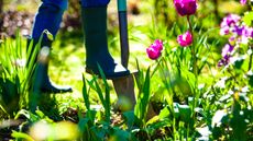 woman digging garden with pink tulips