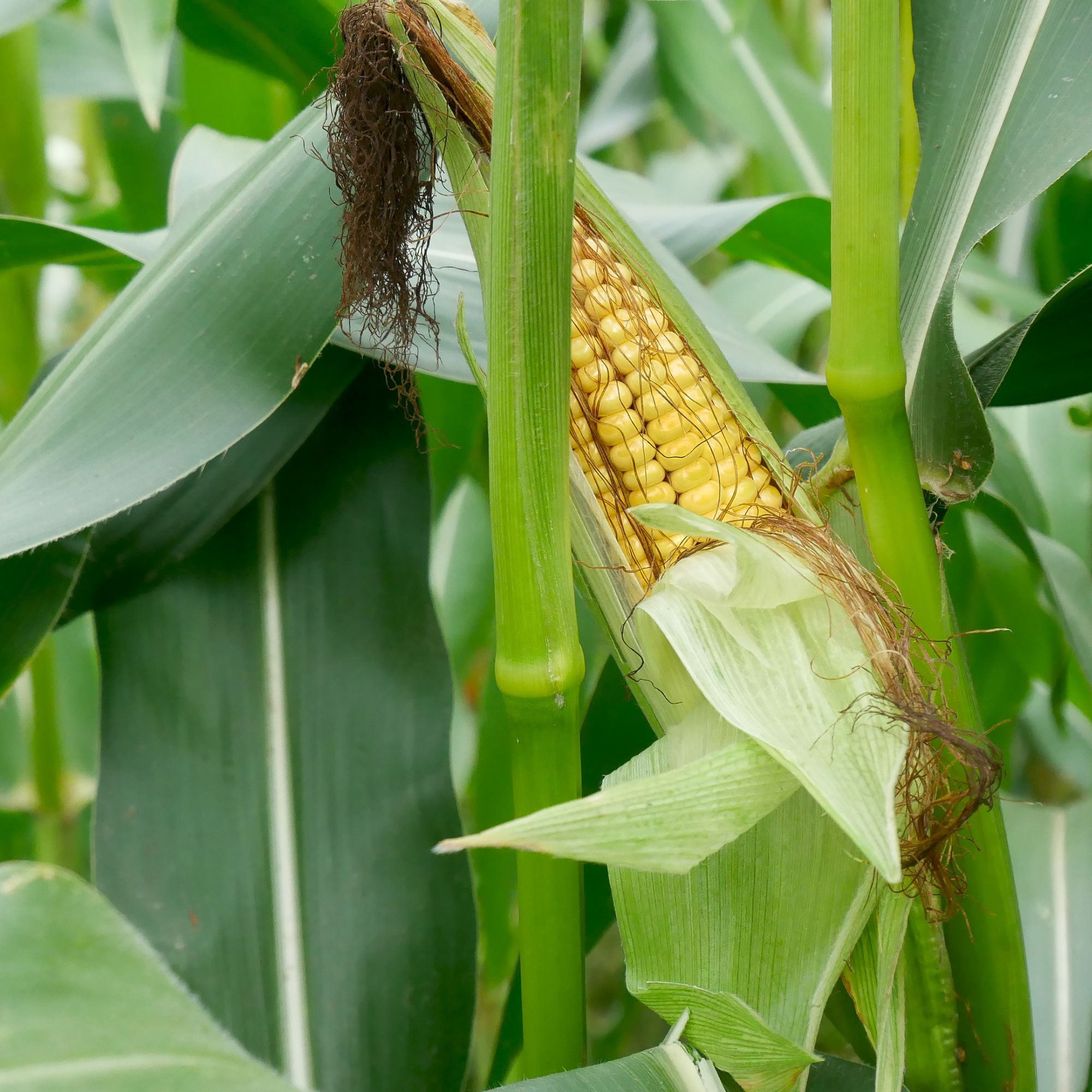 Sweetcorn growing on plant