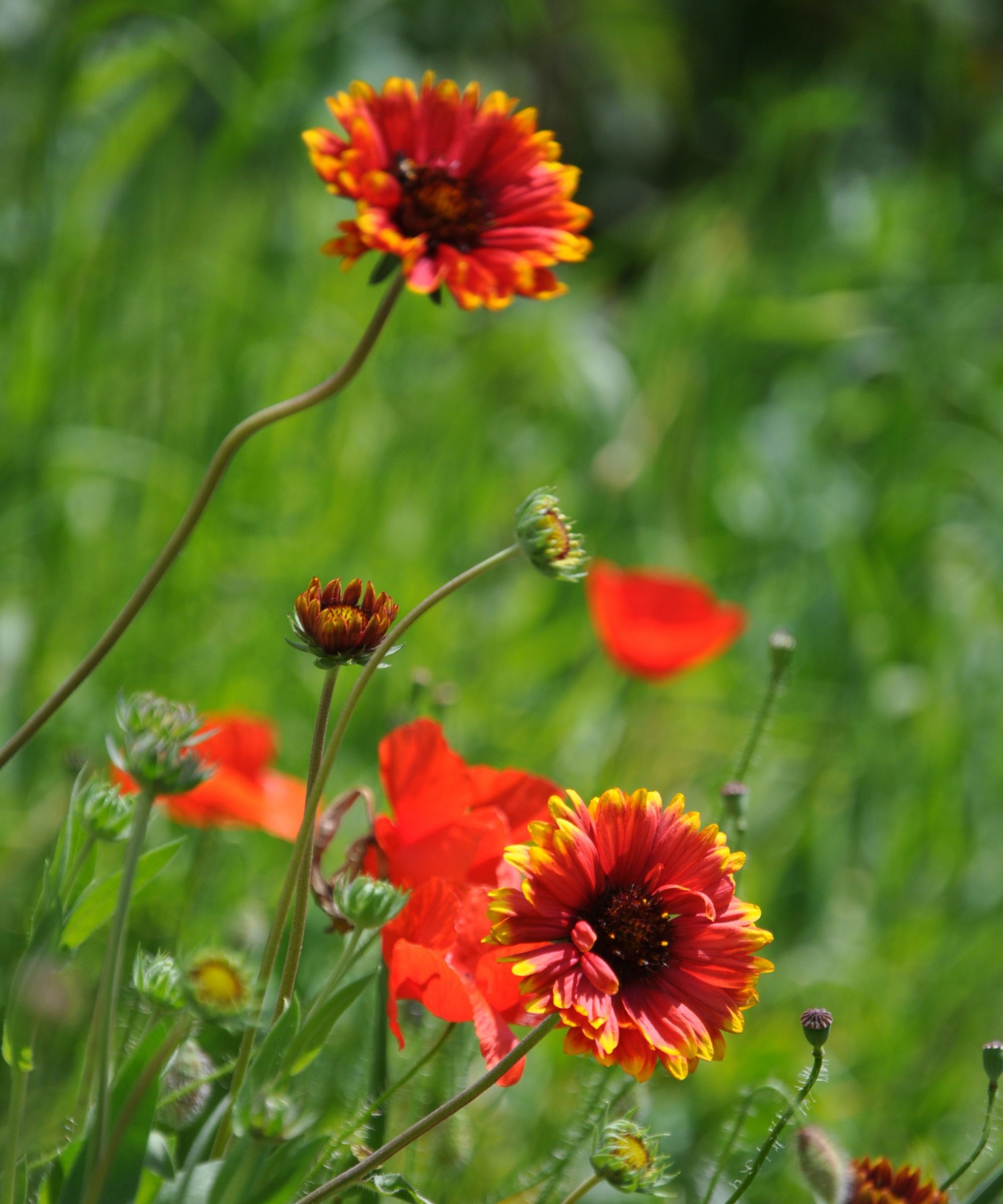 Blanket flower