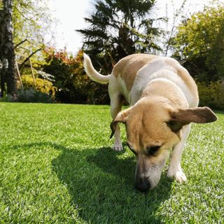 a dog sniffing artificial grass - Artificial Lawn Company