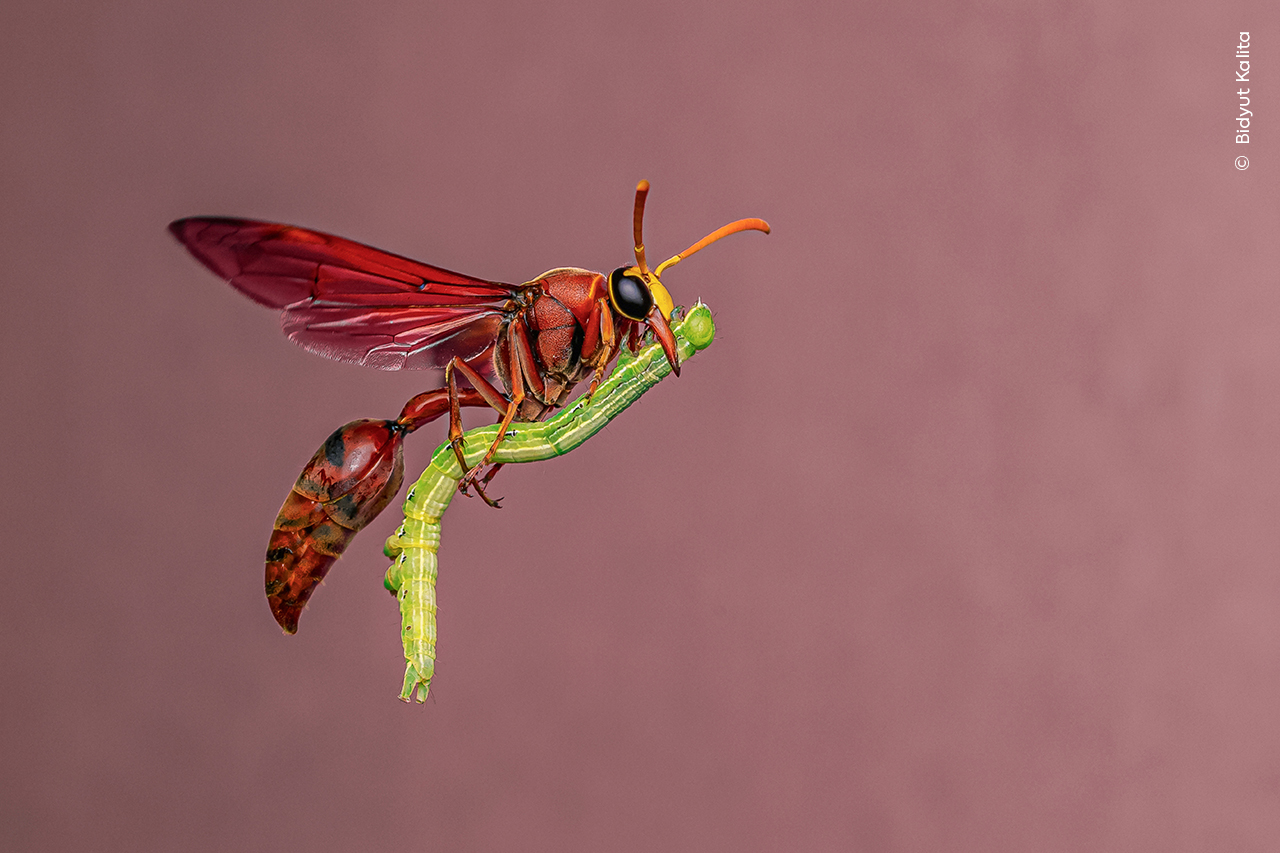 Macrofotograful care prezintă o vase de olar muncitoare la mijlocul zborului cu pradă Caterpillar pentru tinerii săi.