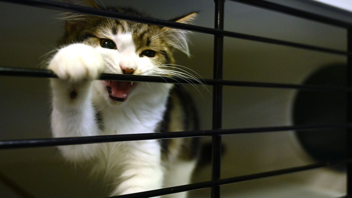 Why does my cat bite me? 8 causes and how to stop it PetsRadar