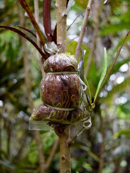 Plant Being Air Layered