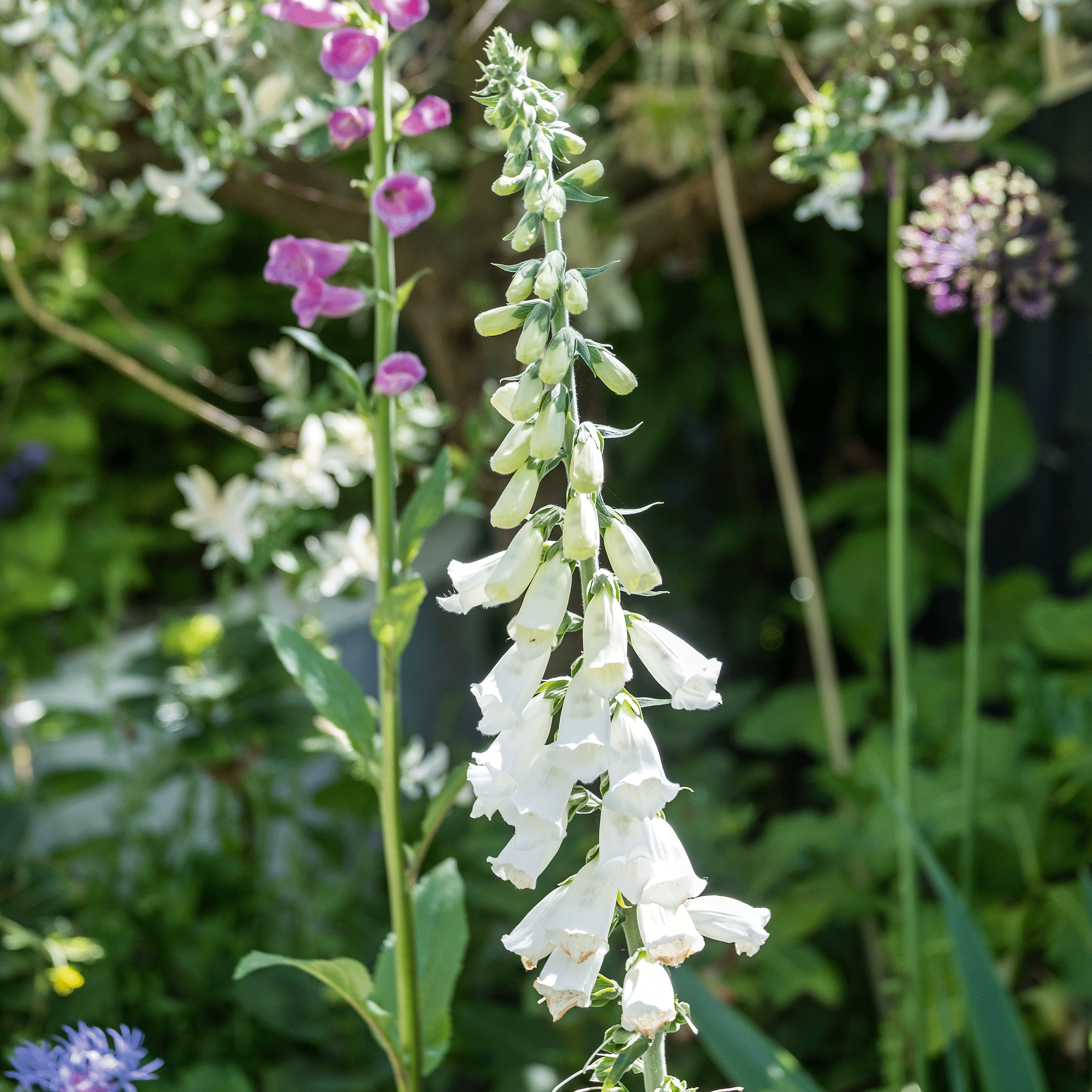 Close up of several Foxgloves, in pink and white