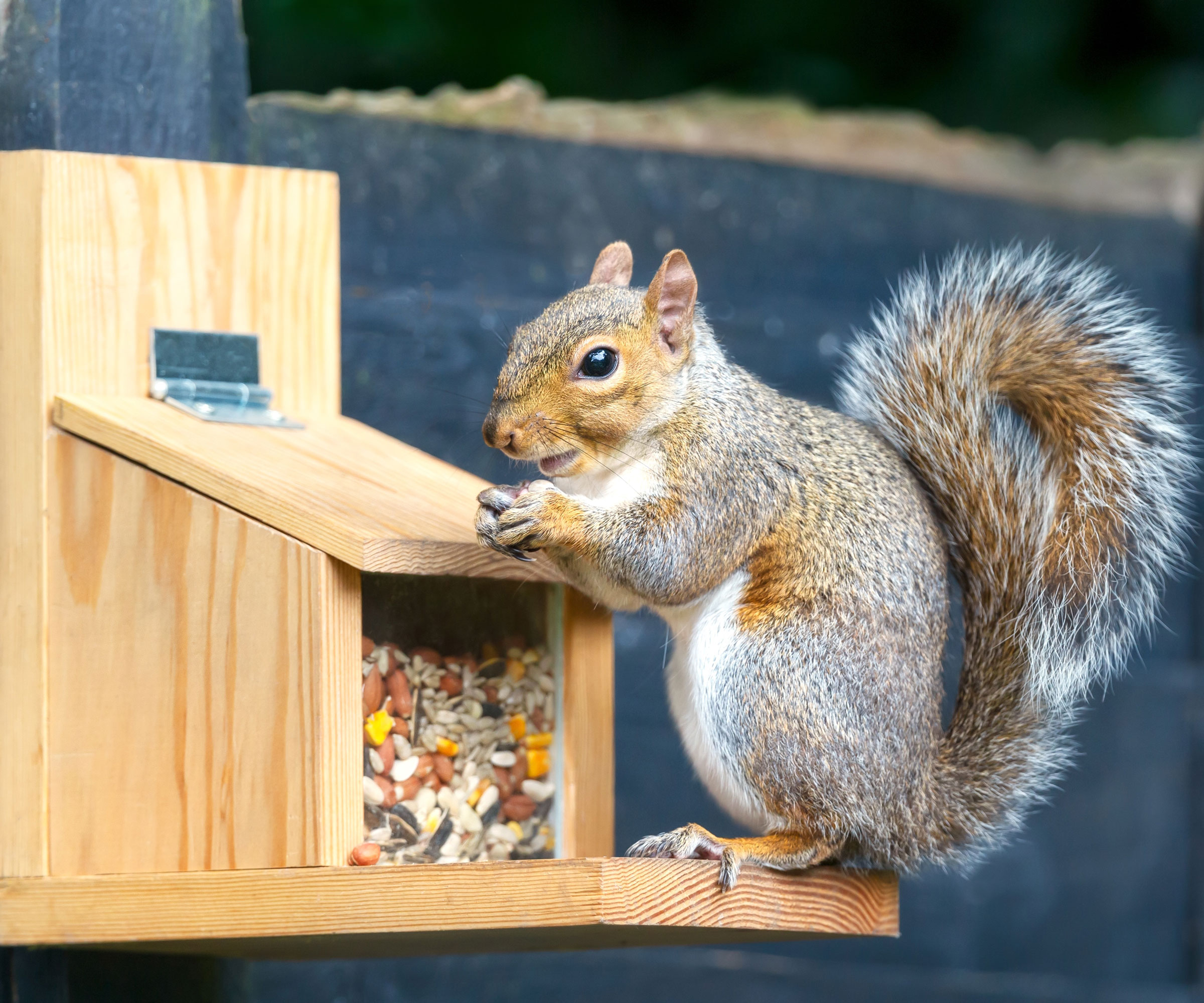 squirrel eating seed from wooden bird feeder with liftable lid