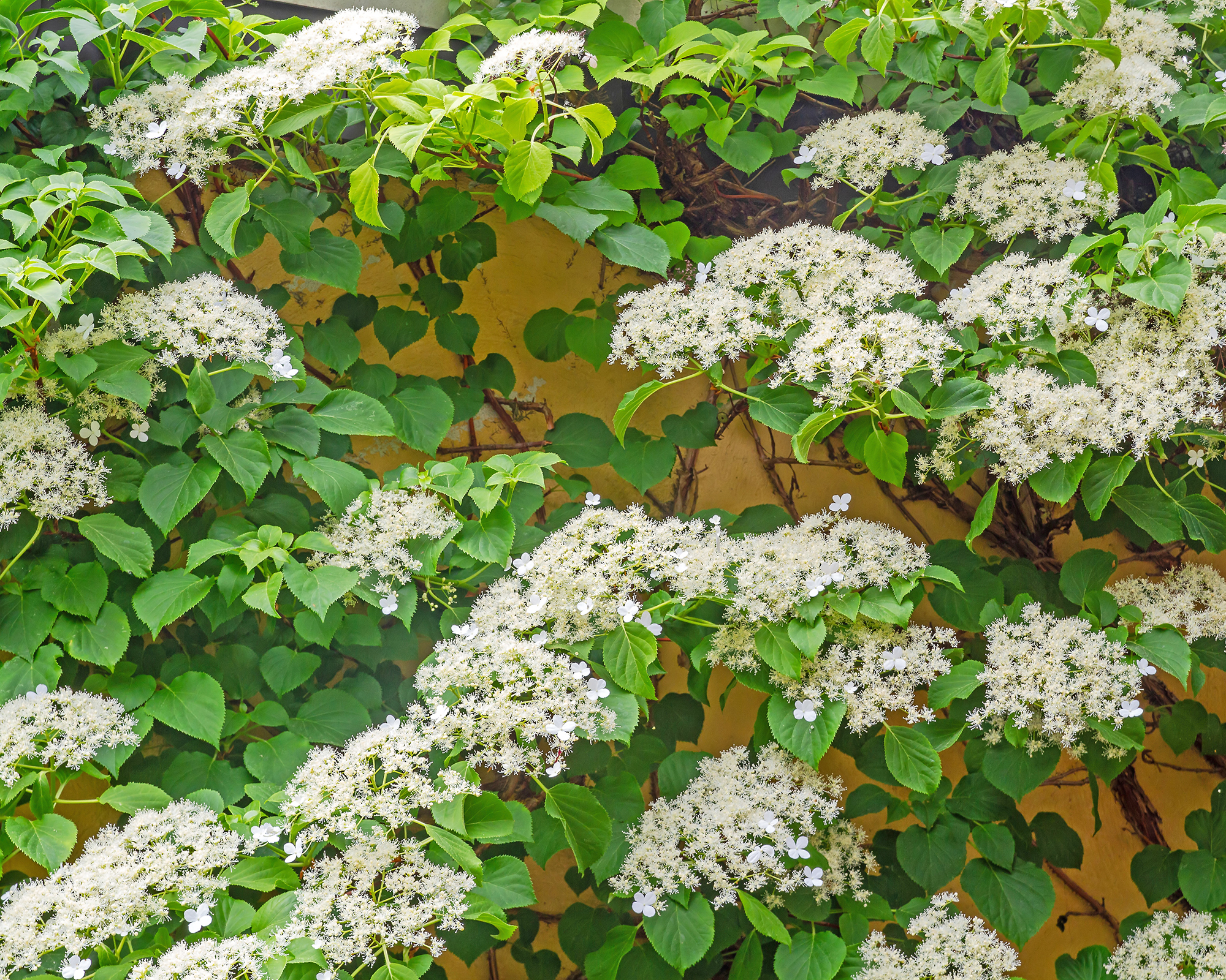 Climbing hydrangea growing against yellow wall