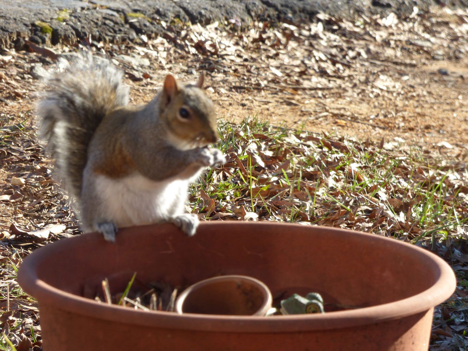 Keeping Squirrels Out Of Containers - Tips On Protecting Potted Plants