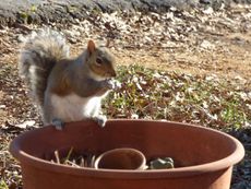 Squirrel Sitting On A Potted Plant Container