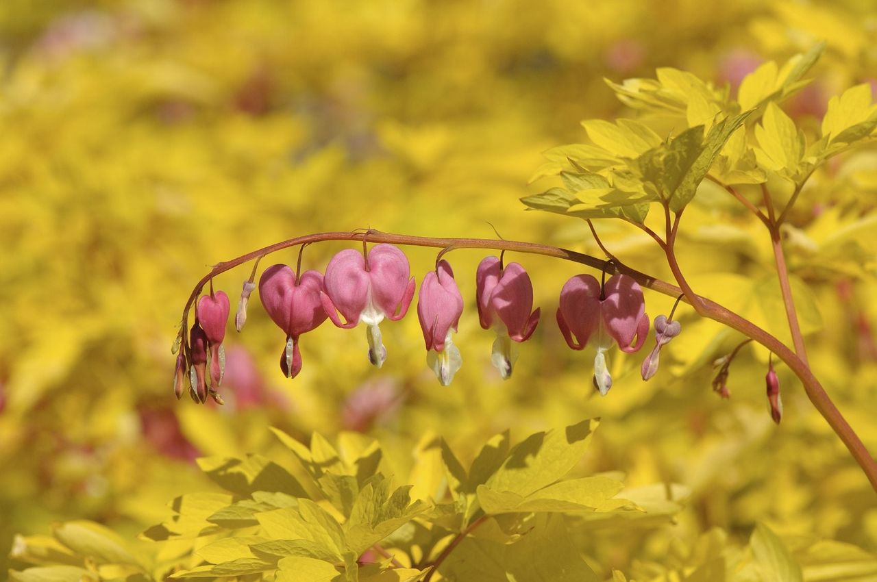 Bleeding Heart Plants With Yellow Flowers