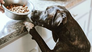 Dog tipping over feeding bowl full of dry dog food