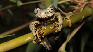 Beautiful earth store frog ring