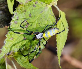 Joro spider on leaf