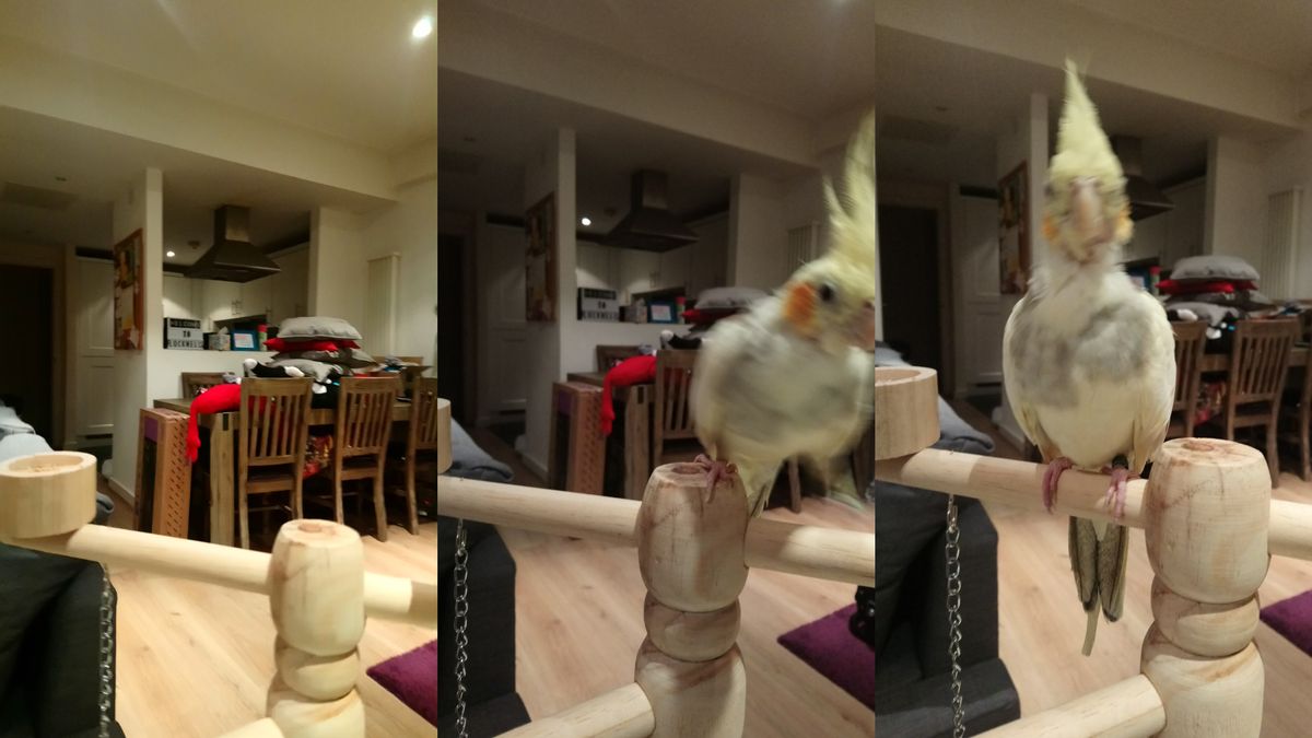 This was a more common result when taking pictures of moving subjects. Yes, the cockatiel was in shot when we took the third photo - that&rsquo;s how long it took to capture.