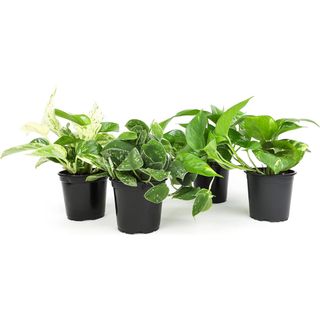 set of four moisture loving plants