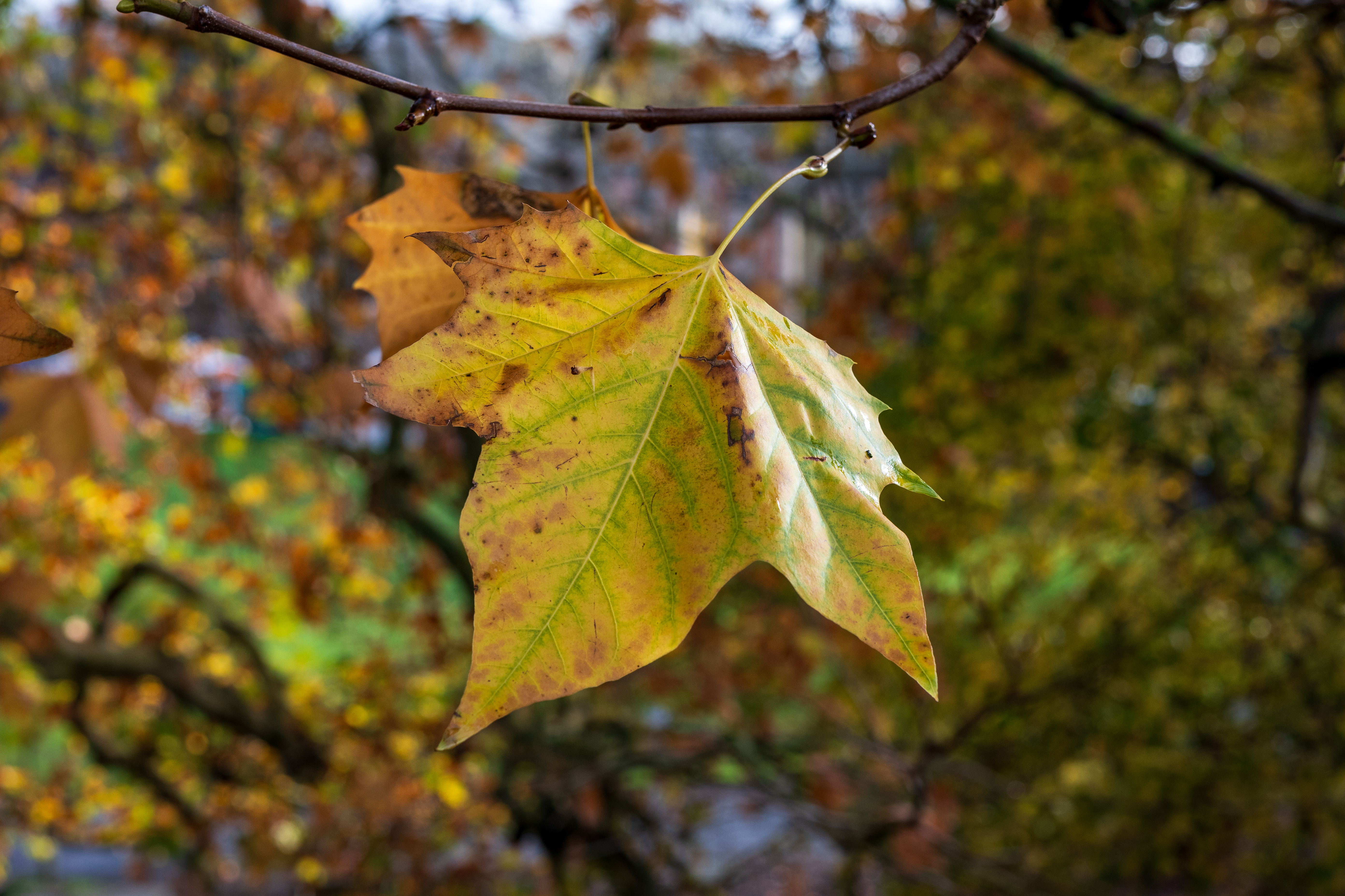 Nikon Z DX MC 35mm f/1.7 example shot