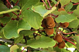 Kiwi fruits hanging on a tree branch