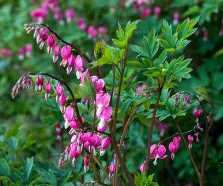 Dicentra spectabilis pink flowers growing in a lush border