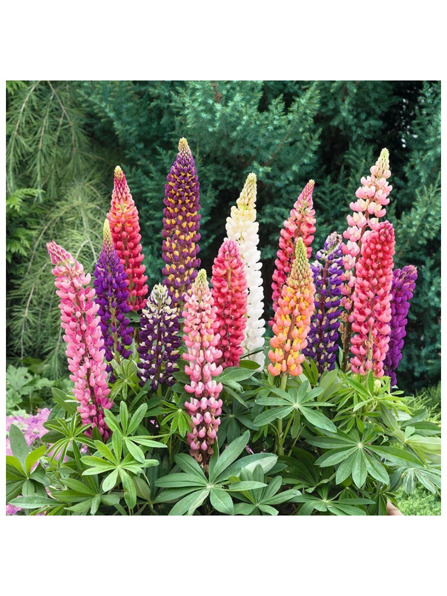 Lupine flowers