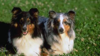 Shetland Sheepdogs