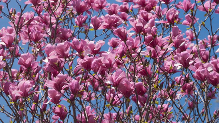 pink magnolia trees - 'Galaxy' magnolia in bloom