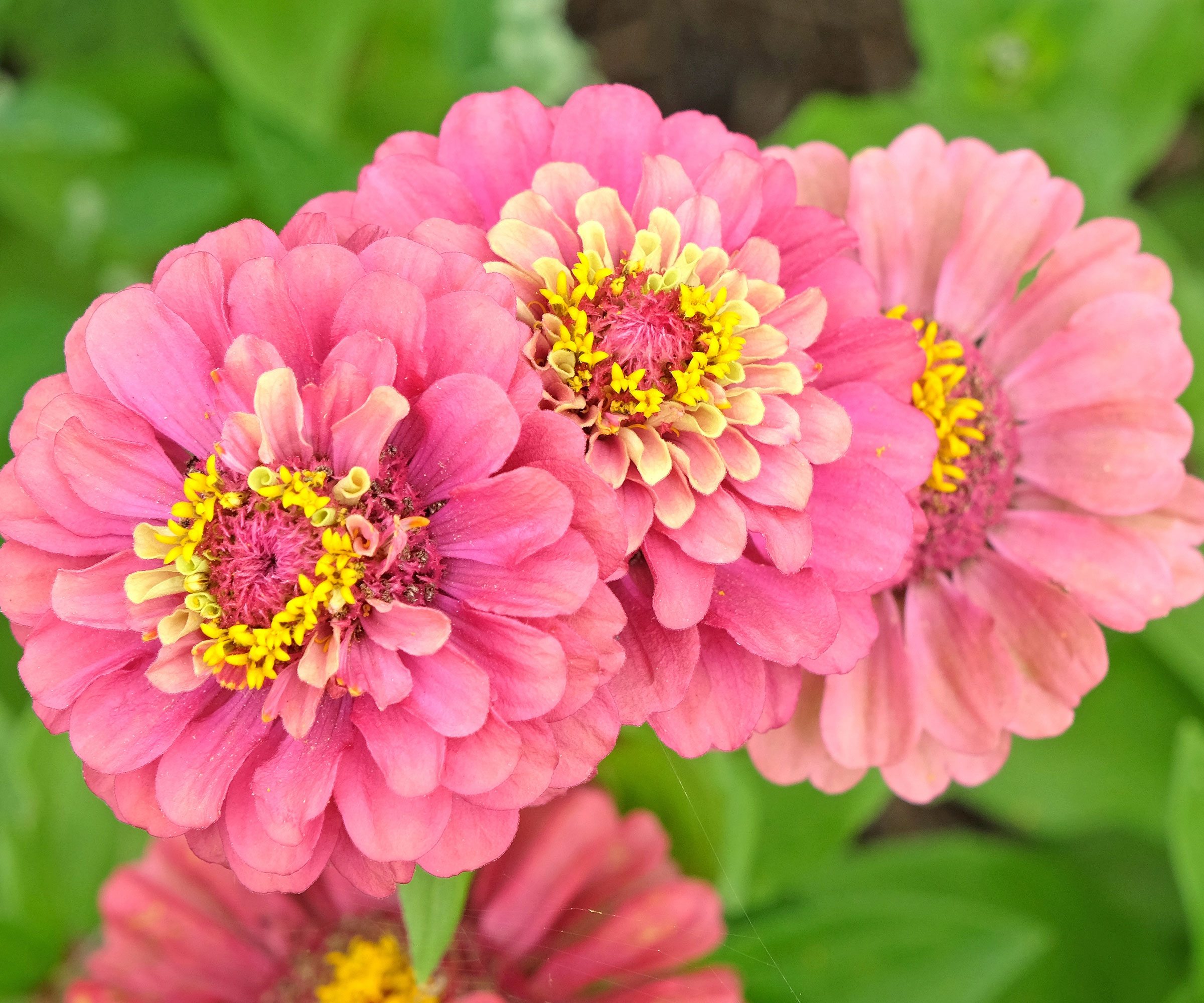 zinnia Queen Lime variety with pink and yellow flowers