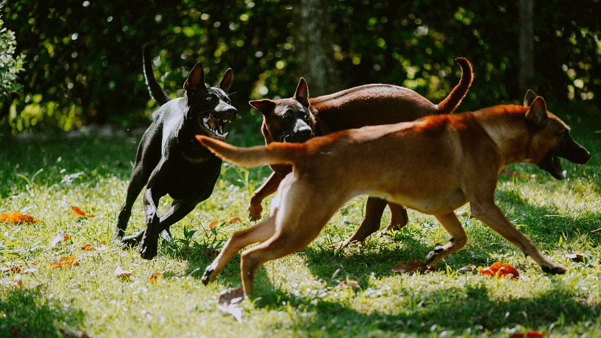 Three aggressive looking dogs running around each other