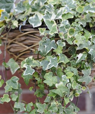 trailing ivy from hanging basket