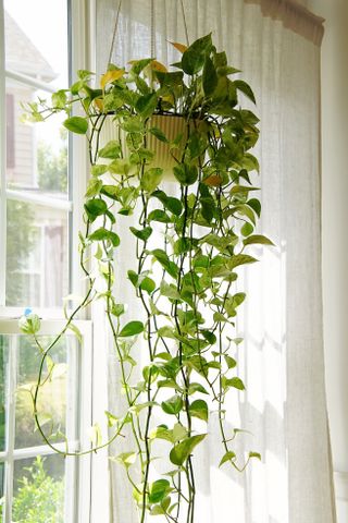 A trailing devil's ivy houseplant in a hanging container