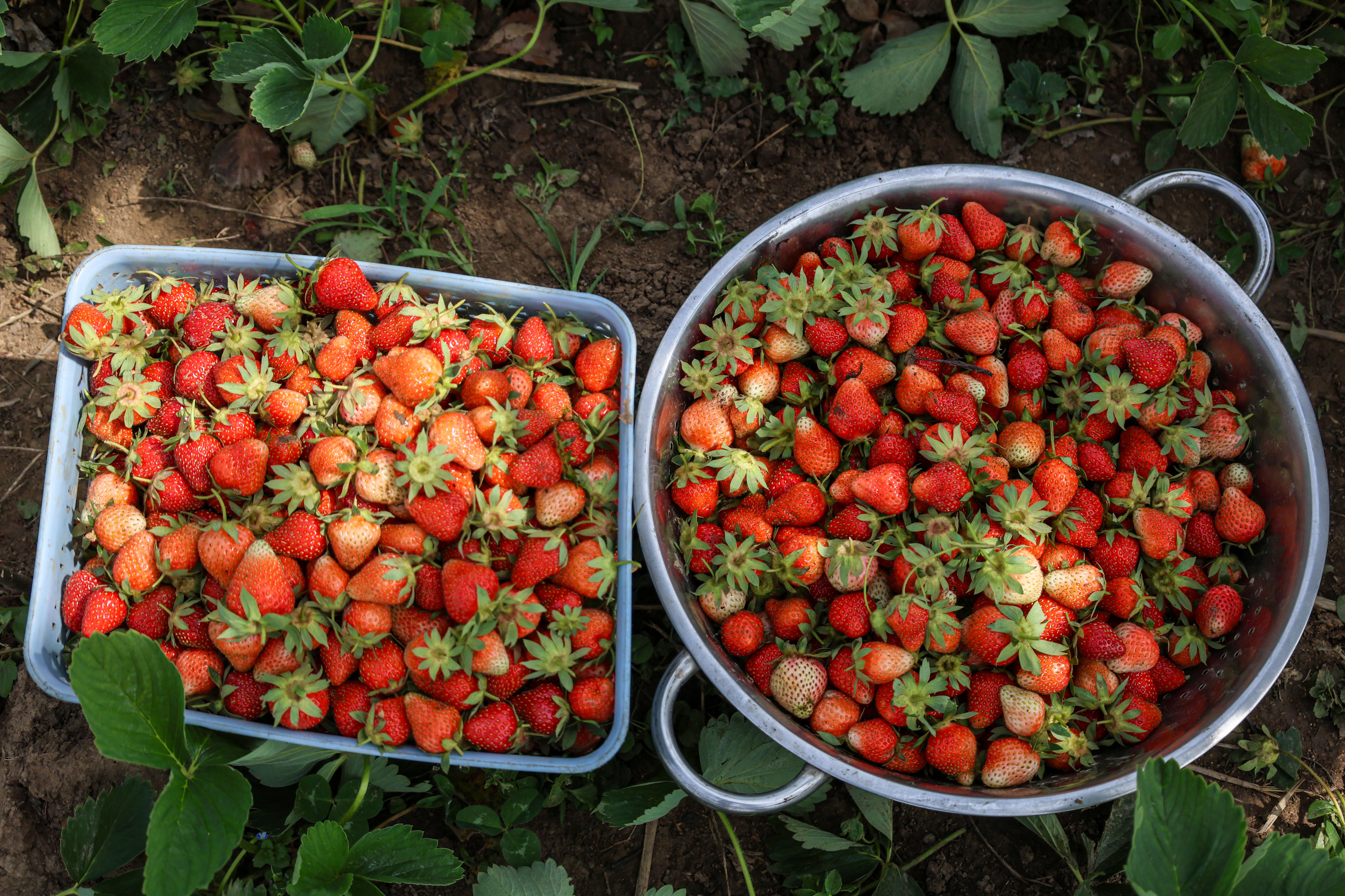 Strawberries