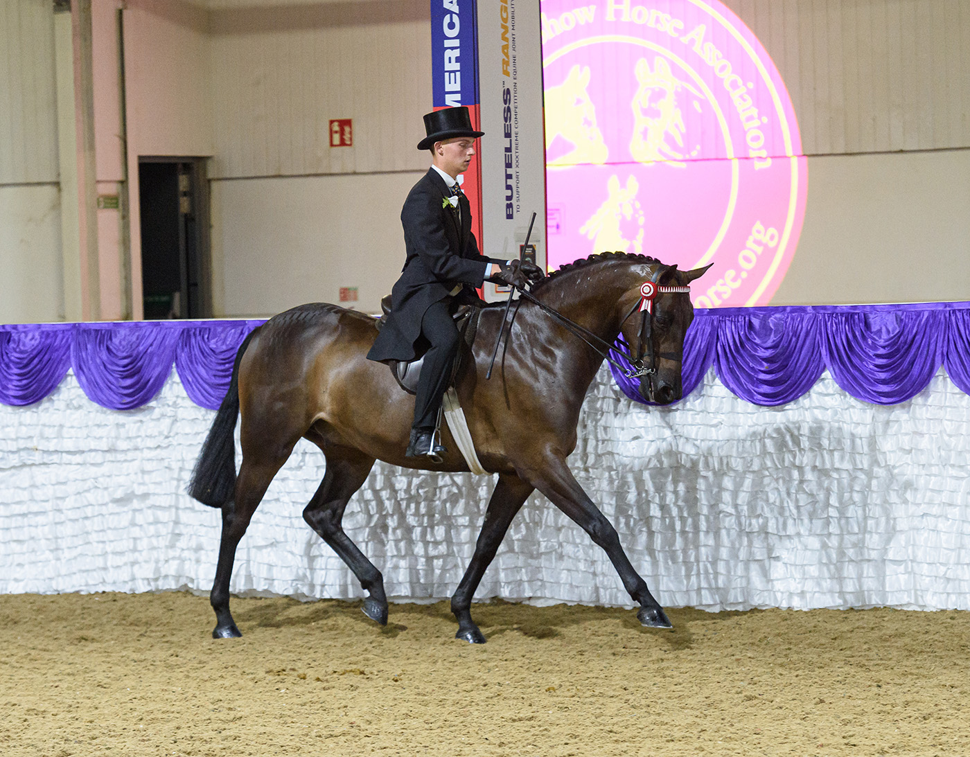 Reise Shakespeare and SHILDONS PLAN B - BHSA National Championship Show 2021