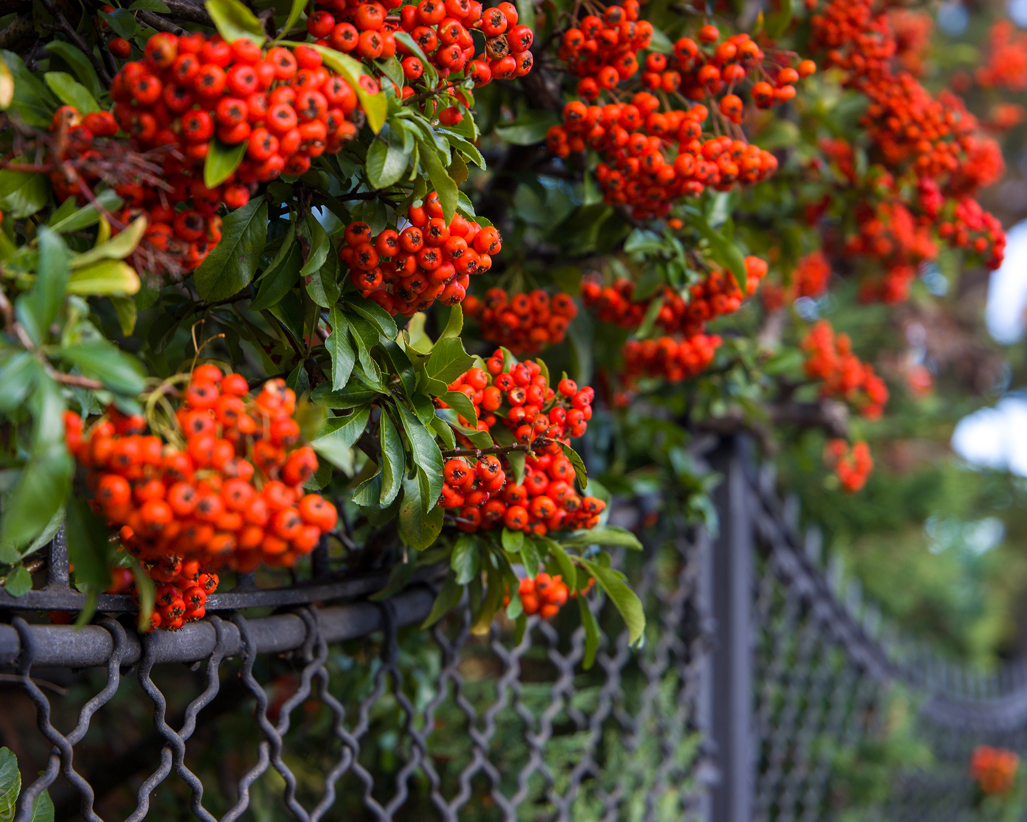 Scarlet firethorn Pyracantha coccinea
