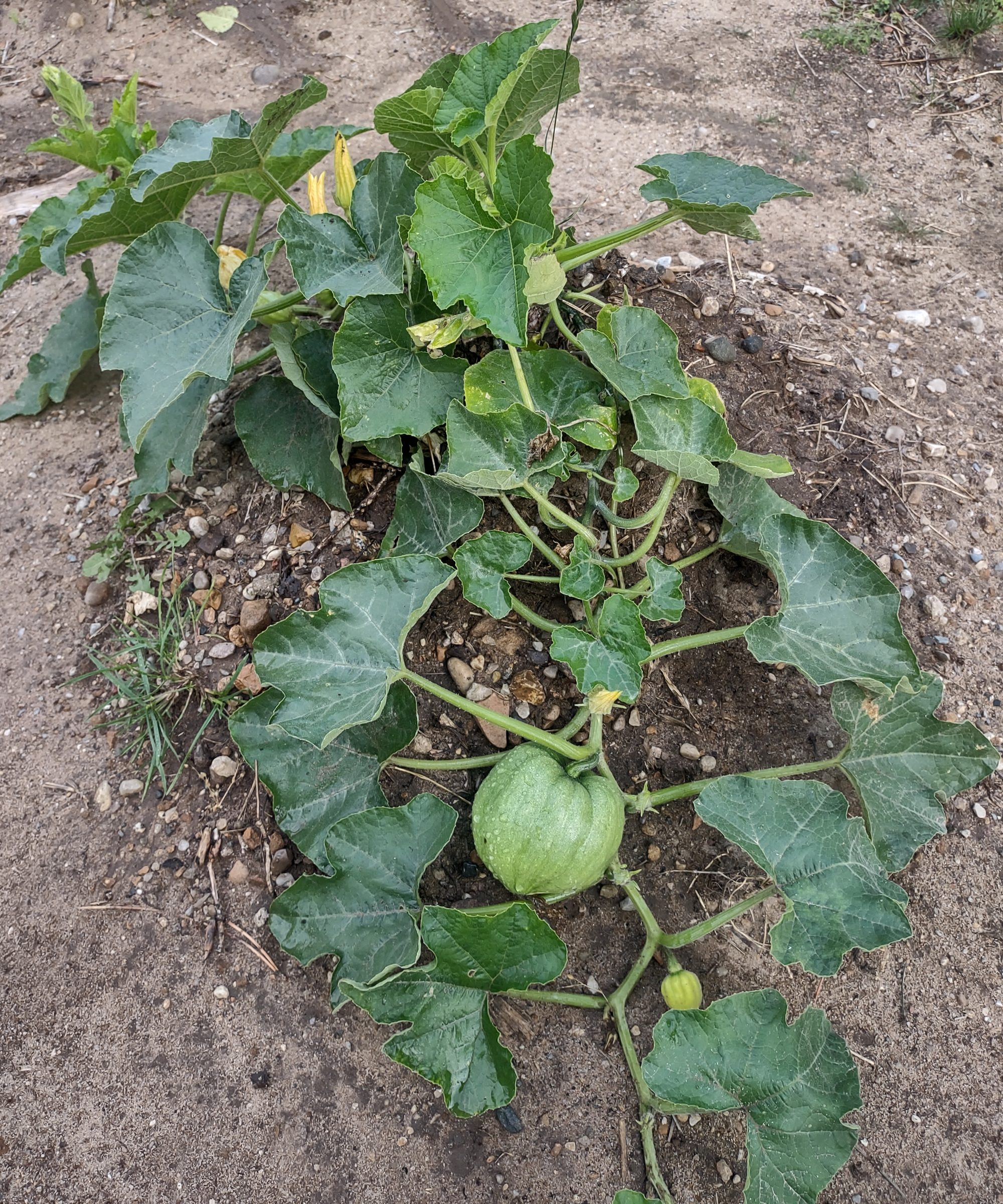 Melon plant grows from melon pit